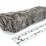 Una IA ofrece la primera mirada al interior de un pergamino romano de 2.000 años de antigüedad