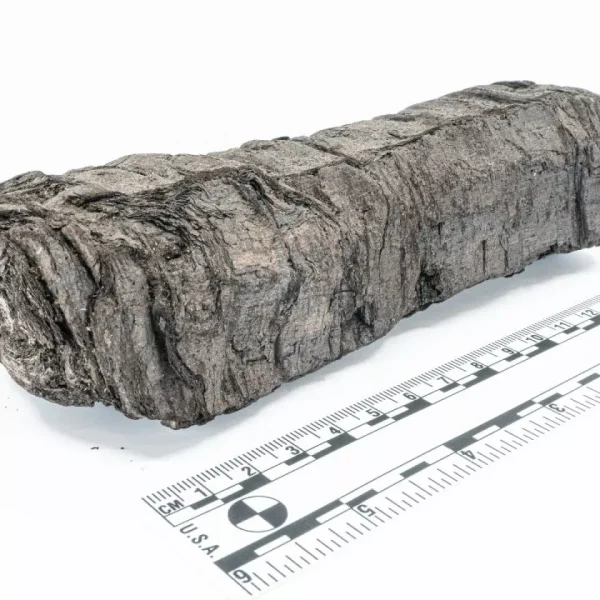 Una IA ofrece la primera mirada al interior de un pergamino romano de 2.000 años de antigüedad