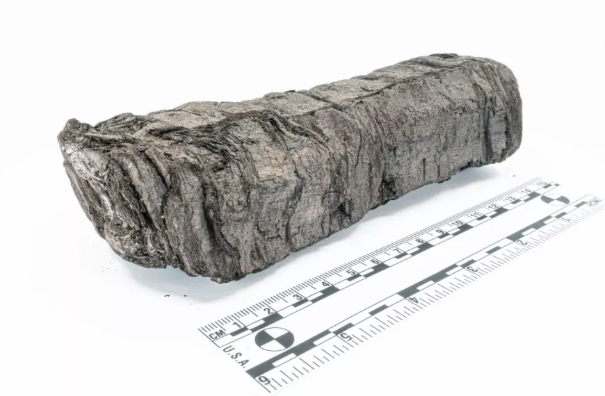 Una IA ofrece la primera mirada al interior de un pergamino romano de 2.000 años de antigüedad